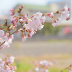 戸塚の桜も見ごろを迎えました