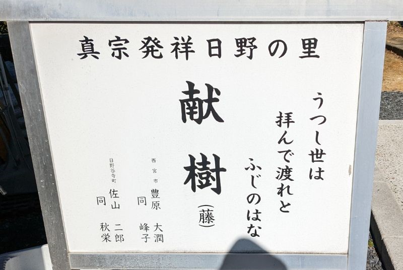 親鸞聖人が生まれた日野誕生院の藤の傍にあった俳句