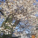 嵐の翌朝の満開の桜