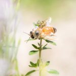 はちみつは食べるのに蜂は殺すの？