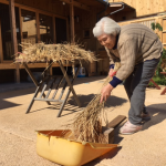 稲の脱穀をしました―