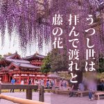 京都・平等院で藤の花の見頃がピーク｜「下がり藤の紋」と浄土真宗の話