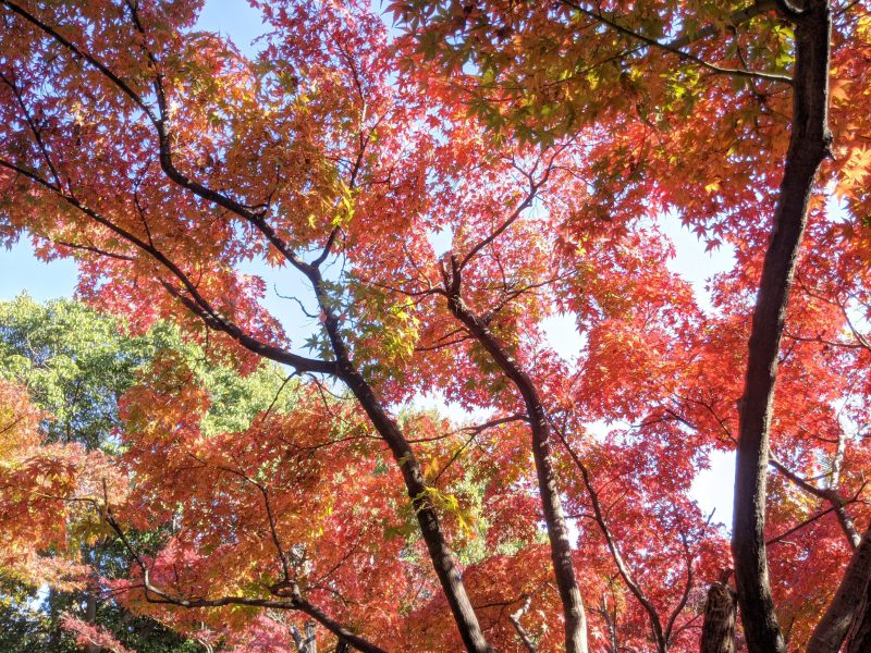 梅小路公園　紅葉　いのちの森