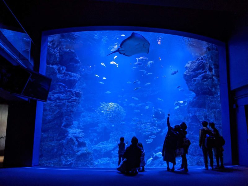 京都水族館　京の海　大水槽