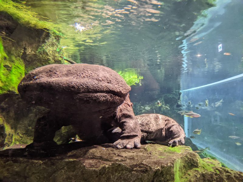 京都水族館　オオサンショウウオ　京の川