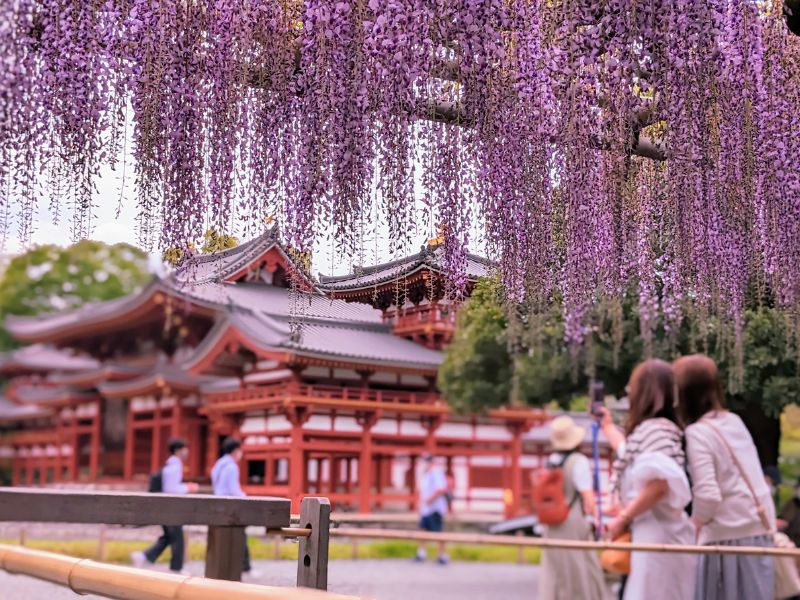 平等院鳳凰堂を背景に美しく咲く藤の花