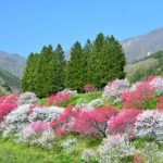 花の見分け方|梅、桃、桜いずれでしょうか。