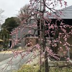 梅の花の中に雲が浮かんでいる？？？